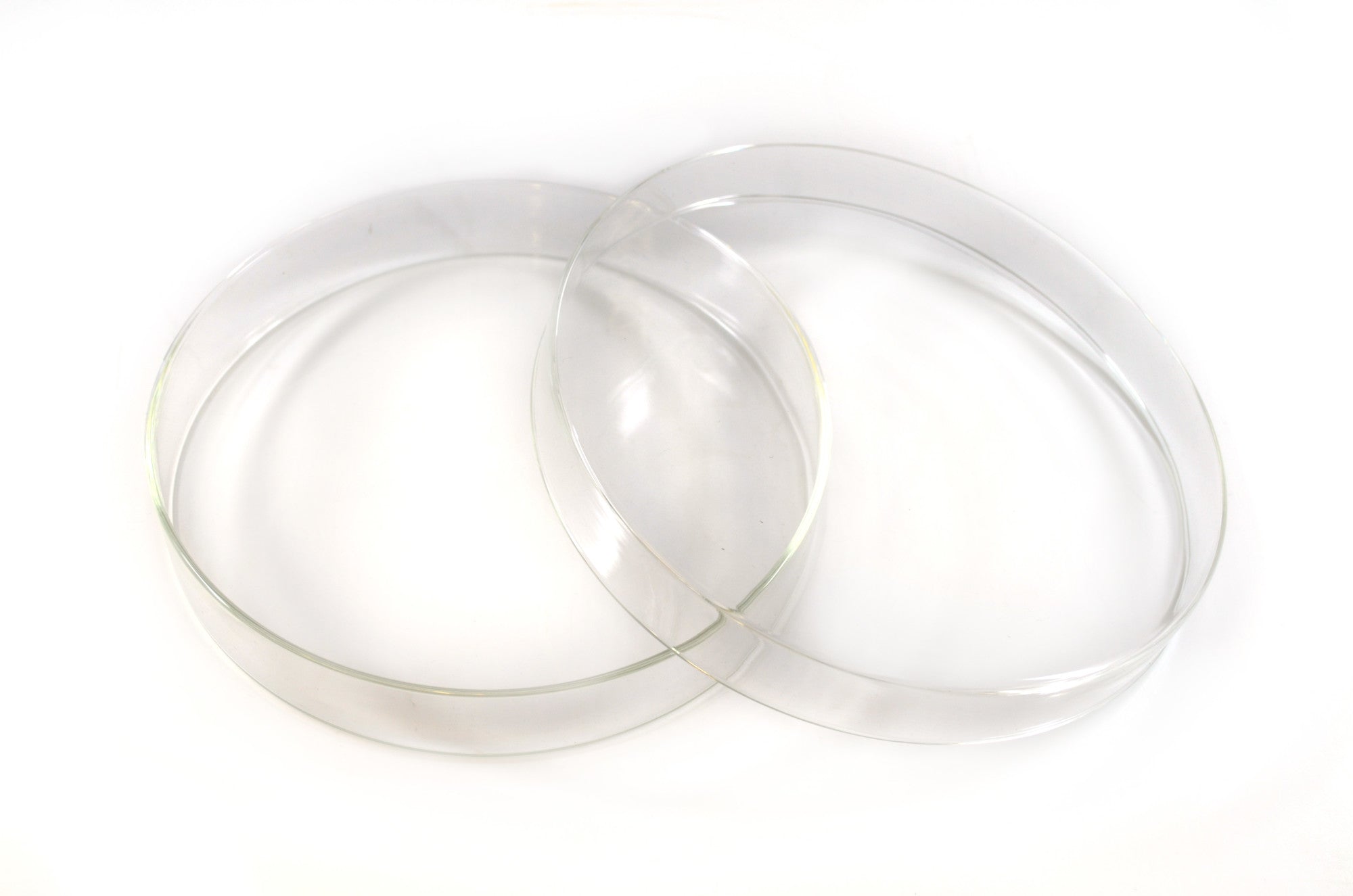 Petri Dish, 7" (180mm) - Beaded Edges - Easy to Sterilize for Repeated Use - Borosilicate Glass - Eisco Labs